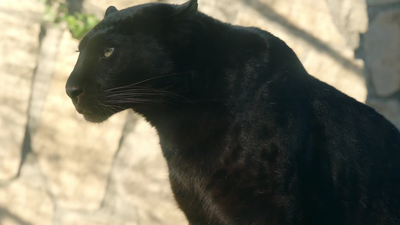 Black panther sitting majestically on a wooden beam