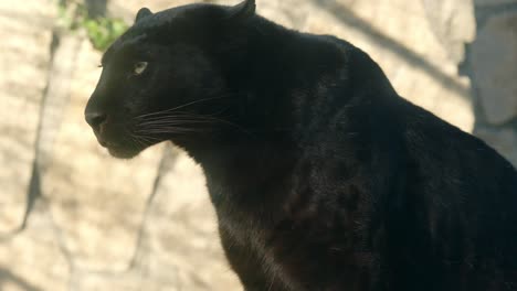 Black panther sitting majestically on a wooden beam