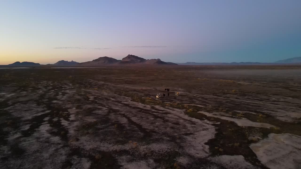 Herd of horses on the desert winter landscape at sunset with rugged mountains in the background - aerial view