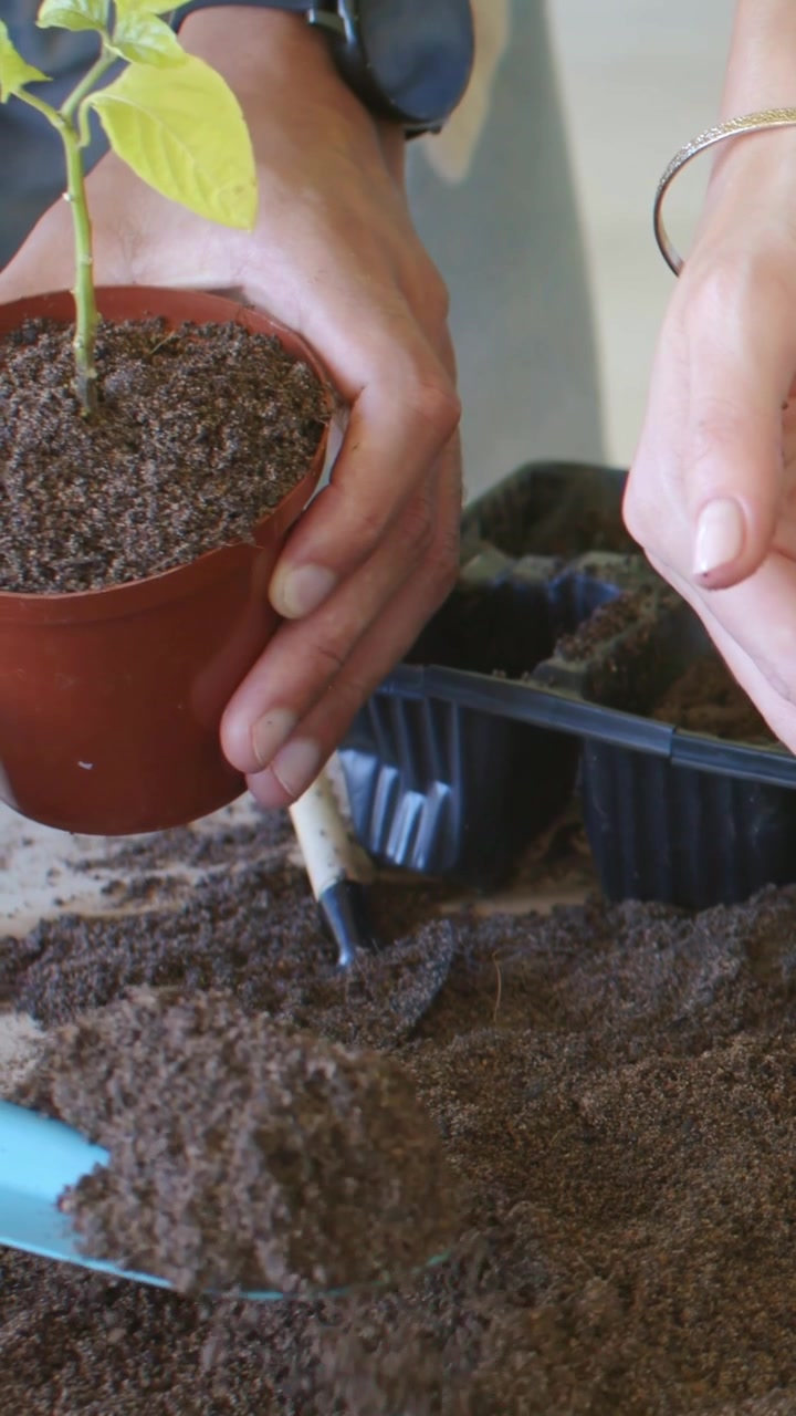 Video verticale: Due adulti che prelevano terra da un vassoio nero, mettono a dimora una piantina e riempiono un vaso a un tavolo.