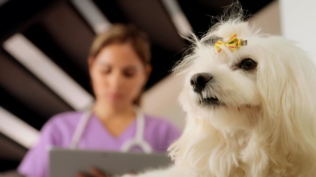 veterinario usando una tableta durante la visita a casa con el perro