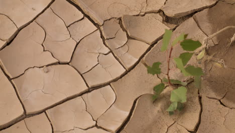 pan shot showing dry cracked river bed to small plant growing in mud.