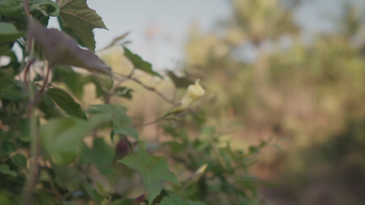 자연 속에서 영화 같은 피는 꽃 나무