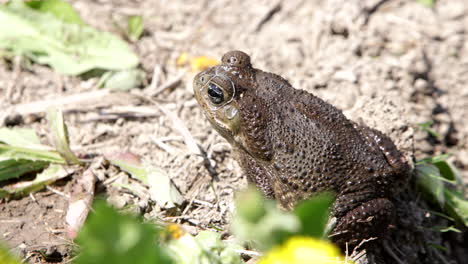 cane toad slow motion hop in pond - natural habitat of reptiles