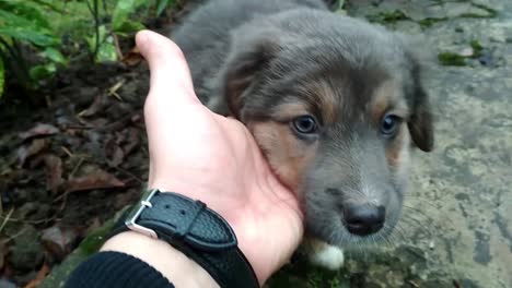 puppy resting on a hand