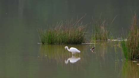 little egret, egretta garzetta, thailand