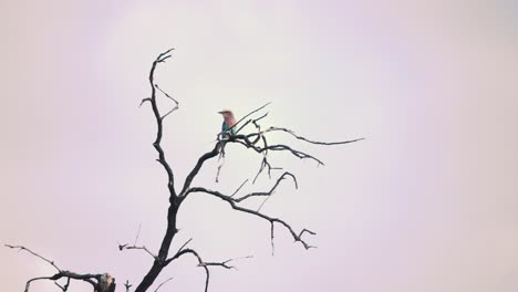 lilac-breasted roller bird sitting perched on leafless tree branch