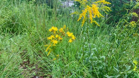 bumble bee pollinating wild flowers on side of trail