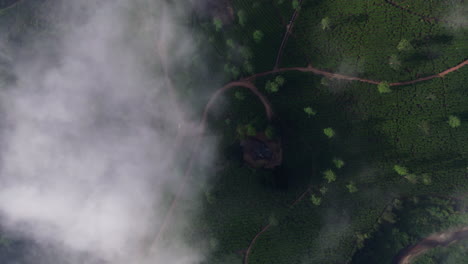 4k-Vogelperspektive-Von-Oben-Nach-Unten,-Blick-Auf-Den-Flug-über-Den-Wolken-Auf-Einem-Grüntee-Plantagengebiet