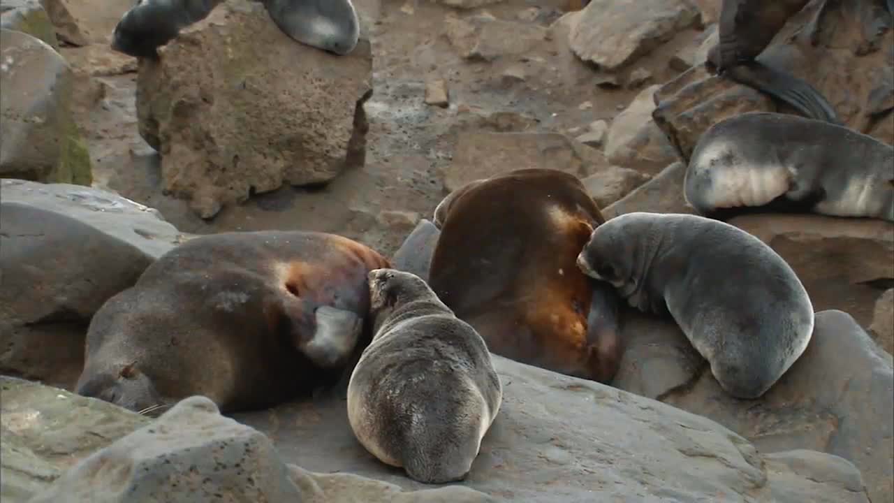 프리빌로프 섬의 해변에 있는 북부 물개 무리와 새끼들