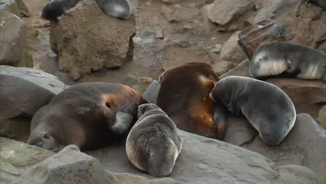 Eine-Gruppe-Nördlicher-Seebären-Und-Ihre-Jungen-An-Einem-Strand-Auf-Den-Pribilof-Inseln