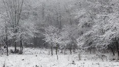Walking in the forest on a snowy day. Beautiful scene with snow