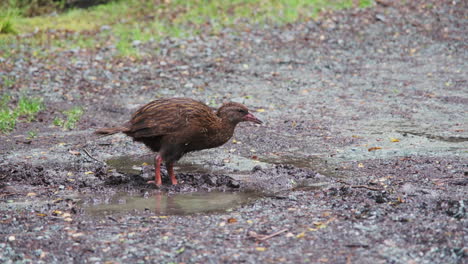 Eine-Neugierige-Weka,-Māori-Henne,-Die-Im-Schlammigen-Gelände-Nach-Nahrung-Sucht