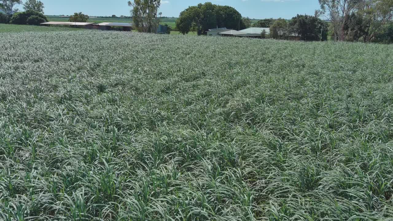 Aerial shot, sweeping across a sugar cane farm with farm houses and sheds in the background