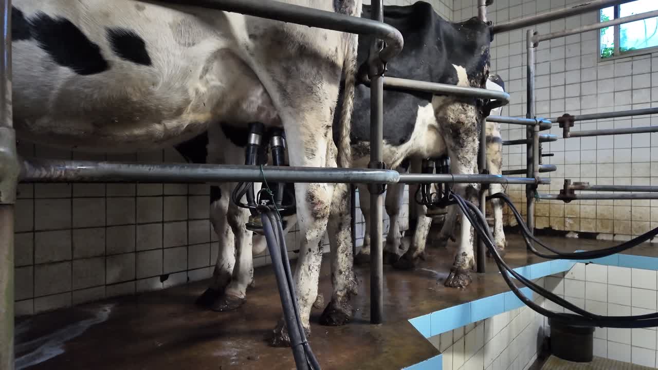 Slow motion cows standing in parlor with milking machines on udders