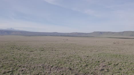 Drone-shot-of-Rhino-herd-in-the-wild,-Kenya