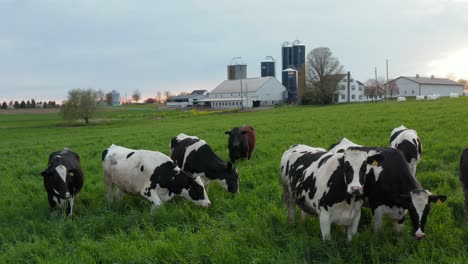 herd of holstein dairy heifers grazing on green grass in meadow