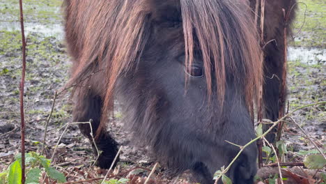 primer plano de un pony shetland marrón buscando hierba entre las hojas de invierno en el suelo, día de invierno