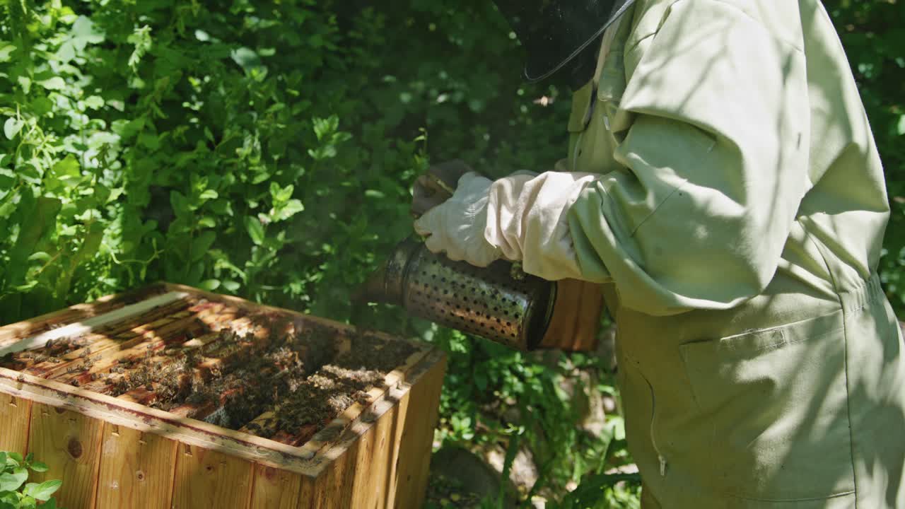 el apicultor rociando humo sobre las abejas melíferas en el marco de cría en el patio del apiario de abejas