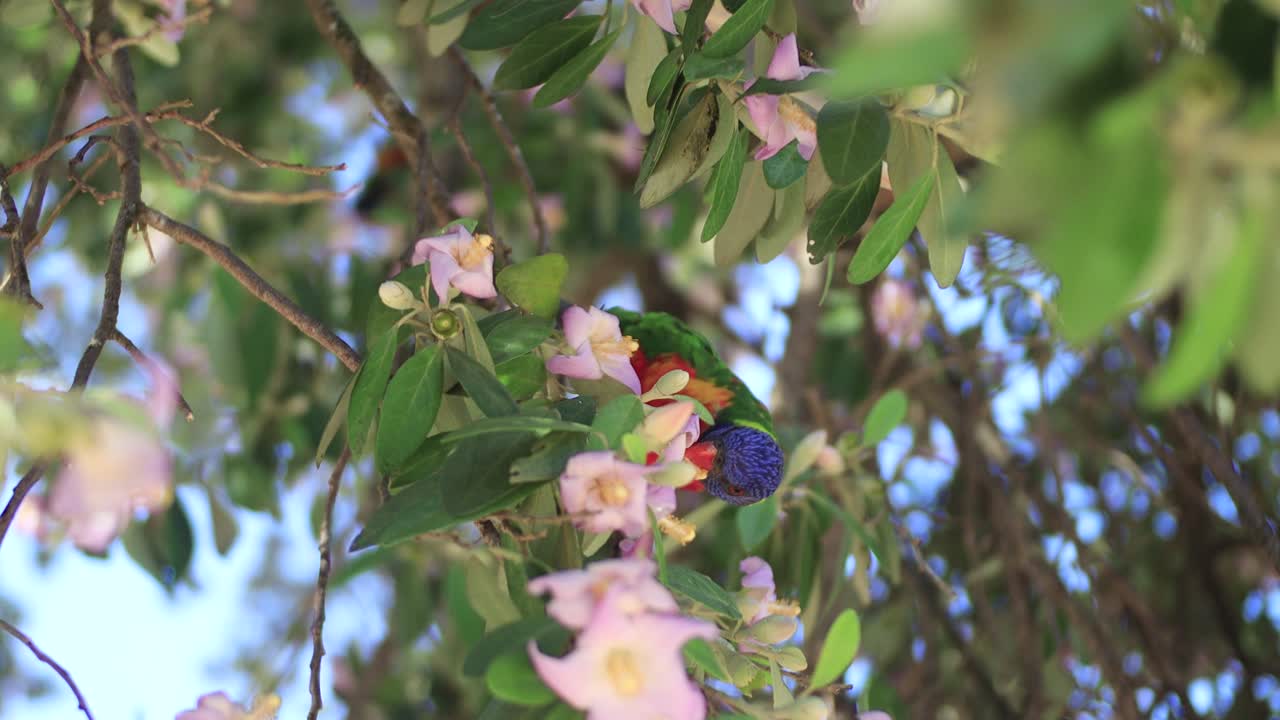 레인보우 로리케이트 (rainbow lorikeet) 는 시드니 (sydney) 의 나무에서 4k로 꽃을 먹고 놀고 있습니다.