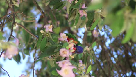 Regenbogenlori-Frisst-Verspielt-Blumen-Im-Baum-In-Sydney,-Australien-In-4K