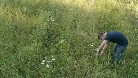 aerial drone shot of male gardener harvesting yarrow flowers in field