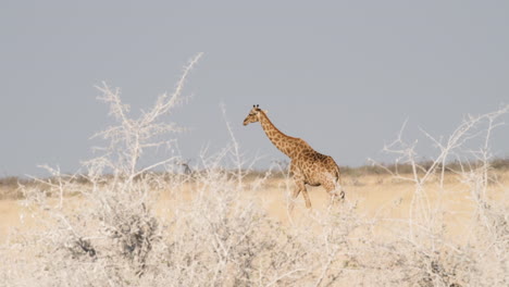 jirafa del norte caminando sola en las llanuras de la sabana en áfrica