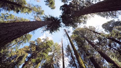 copas de árboles de secuoyas gigantes en el parque nacional sequoia, ee.uu.