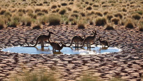 kangaroos at a waterhole in the australian outback
