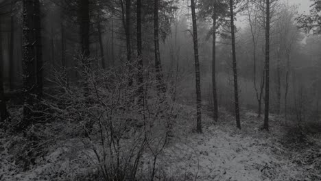 drone footage of a frozen forest