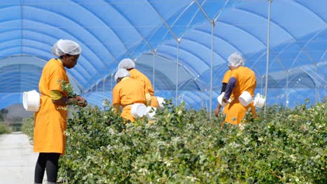 workers picking blueberries in blueberry farm 4k