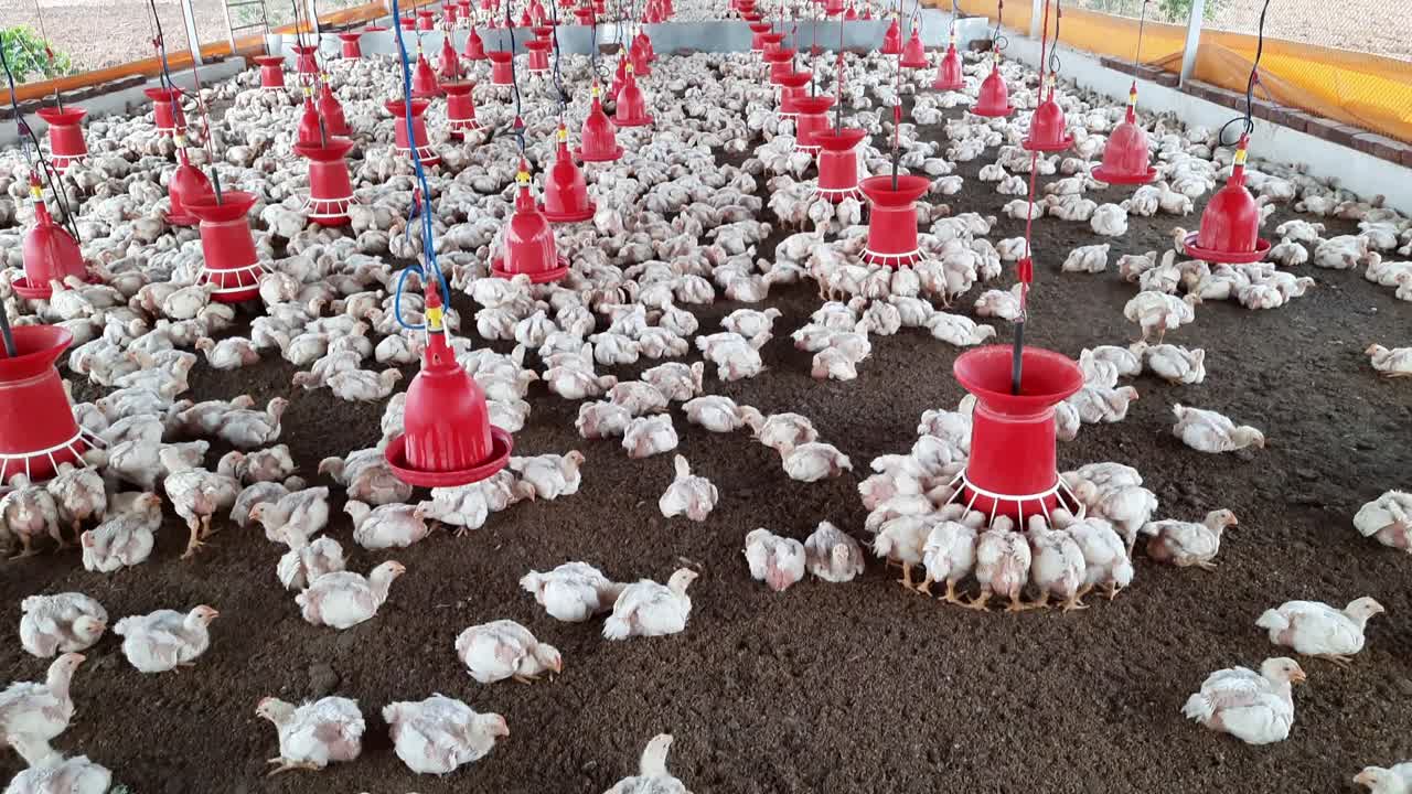 Fazenda de aves