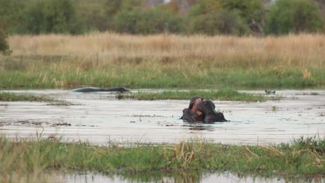 two young hippos battling quietly in the khwai river at dawn, on safari in botswana