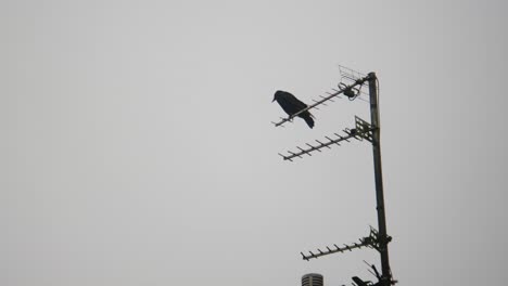 Krähe-Thront-Auf-Der-Fernsehantenne