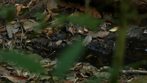 pequeño pájaro saltando cerca de un charco en su entorno natural en la selva tropical