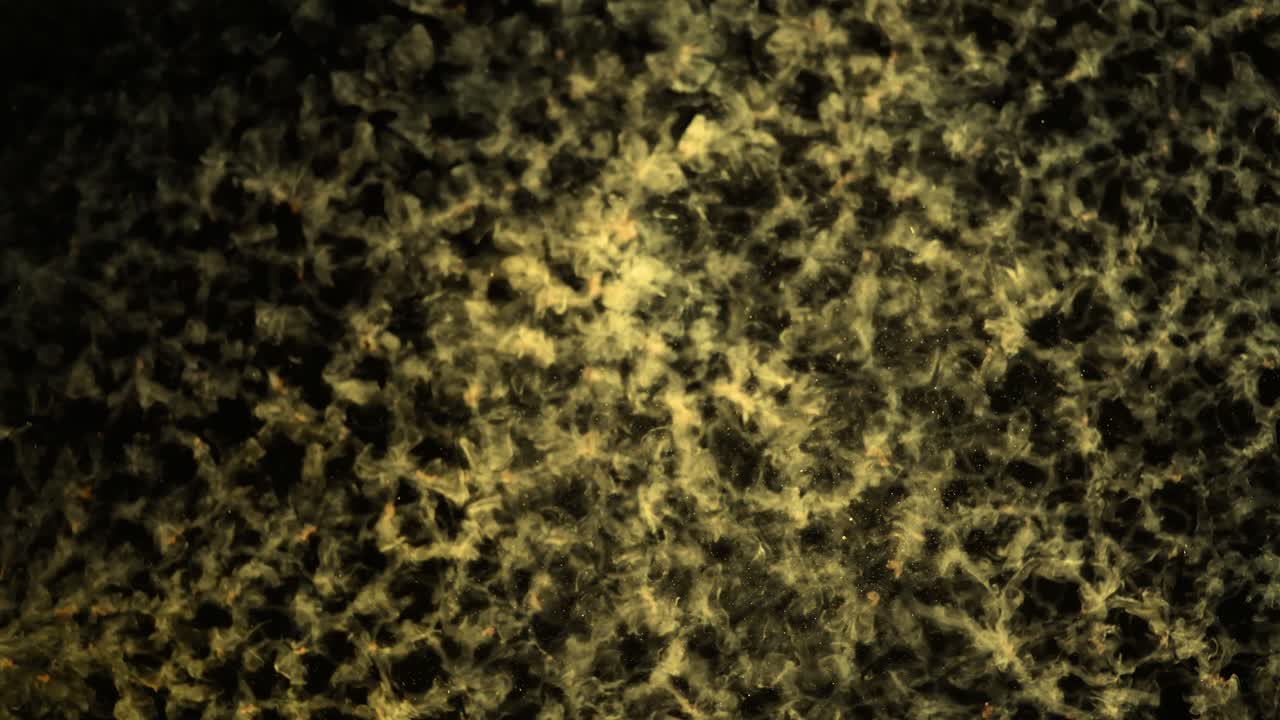 Motivo Fluido Organico Astratto Luminoso con Particelle in Movimento
