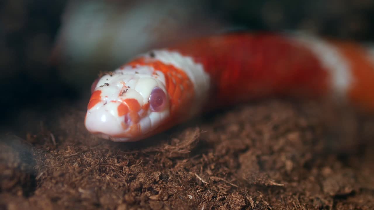 Close-up of an Albino California Kingsnake