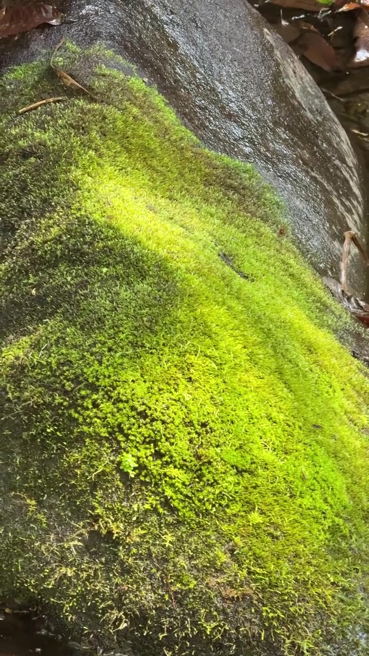 Muschio verde vibrante che cresce su una roccia bagnata nella foresta