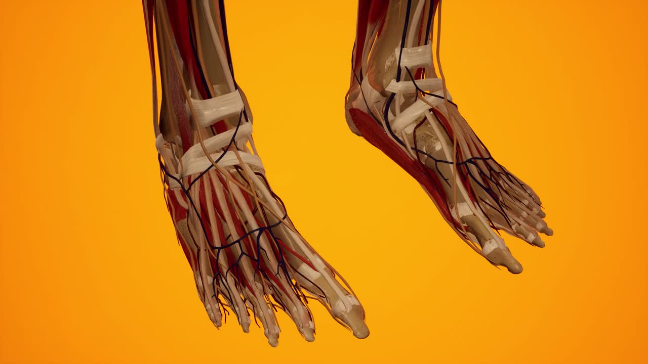 여성 몸의 해부학적 3d 애니메이션 - 피부 아래의 근육 및 혈관 구조 - 다리 해부학