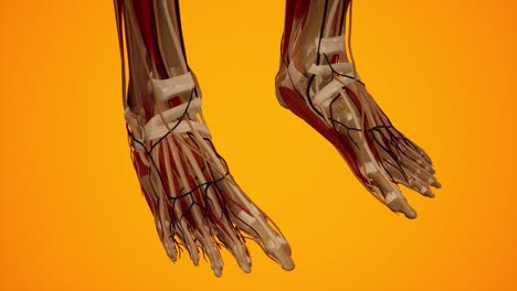 animación 3d anatómica del cuerpo femenino. estructura muscular y vascular debajo de la piel. anatomía de las piernas.