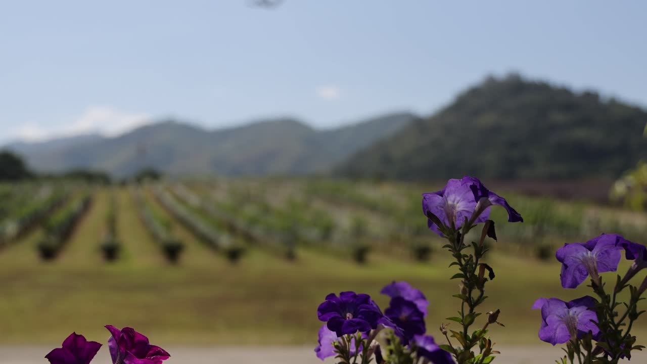 flores púrpuras con un paisajístico telón de fondo de viña