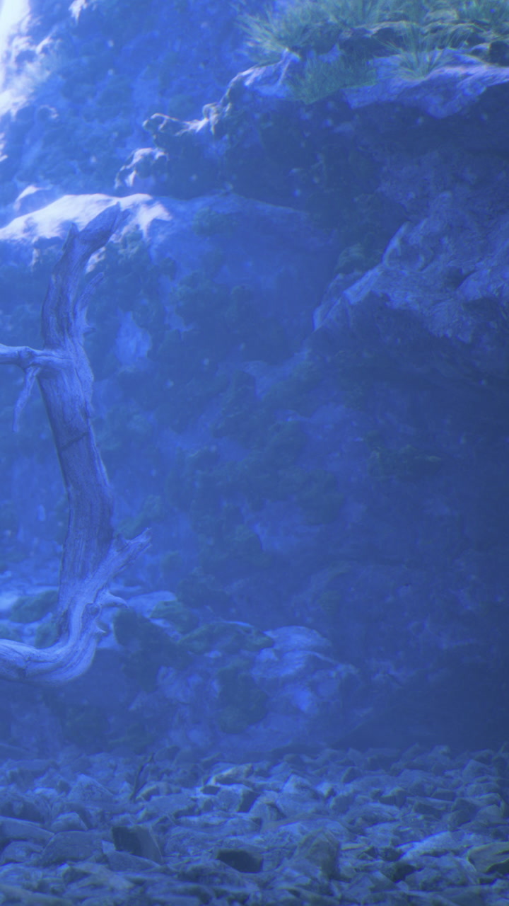Underwater rock formation reveals marine life in ocean depths