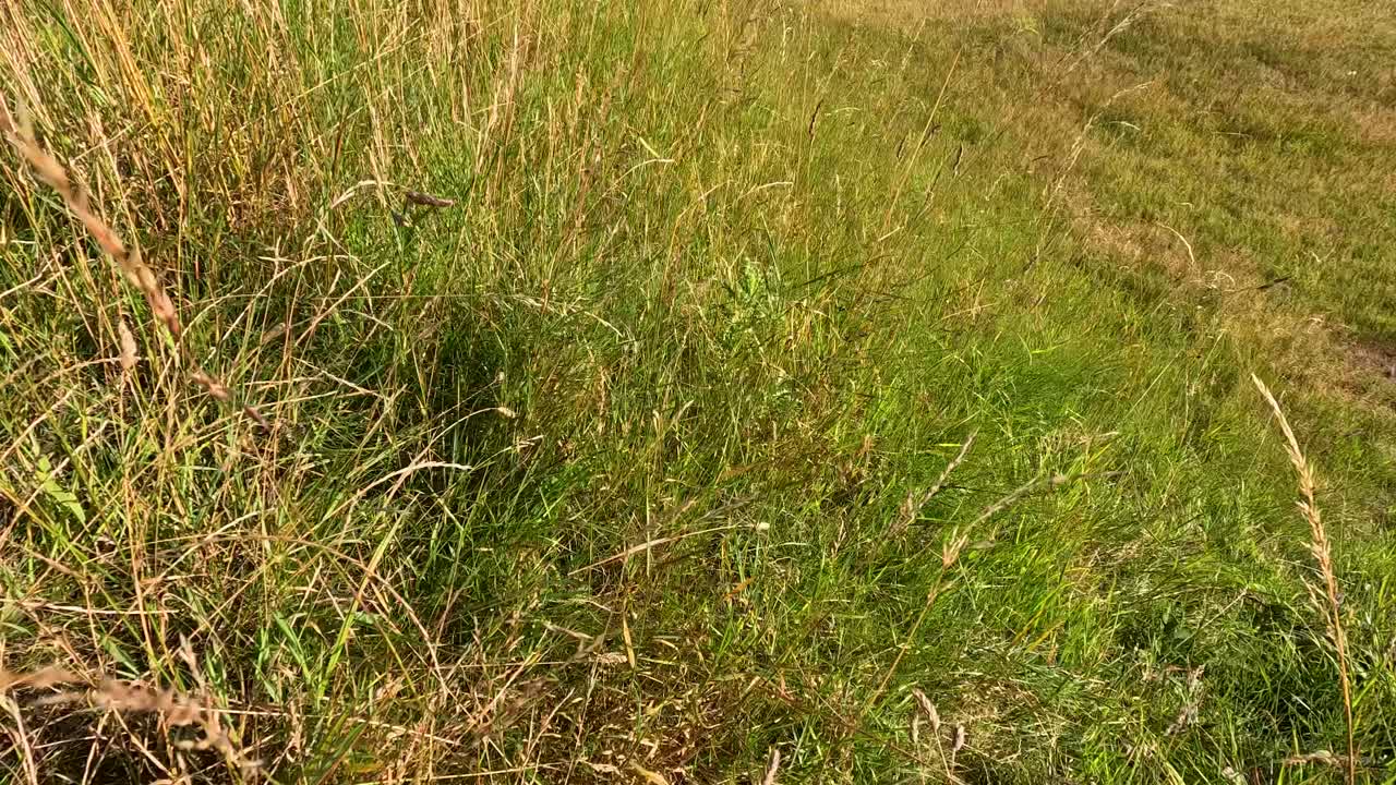 Pictures of a grassy field