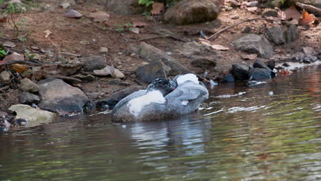 A-muscovy-duck-in-the-water