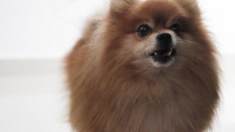 pomeranian dog barking