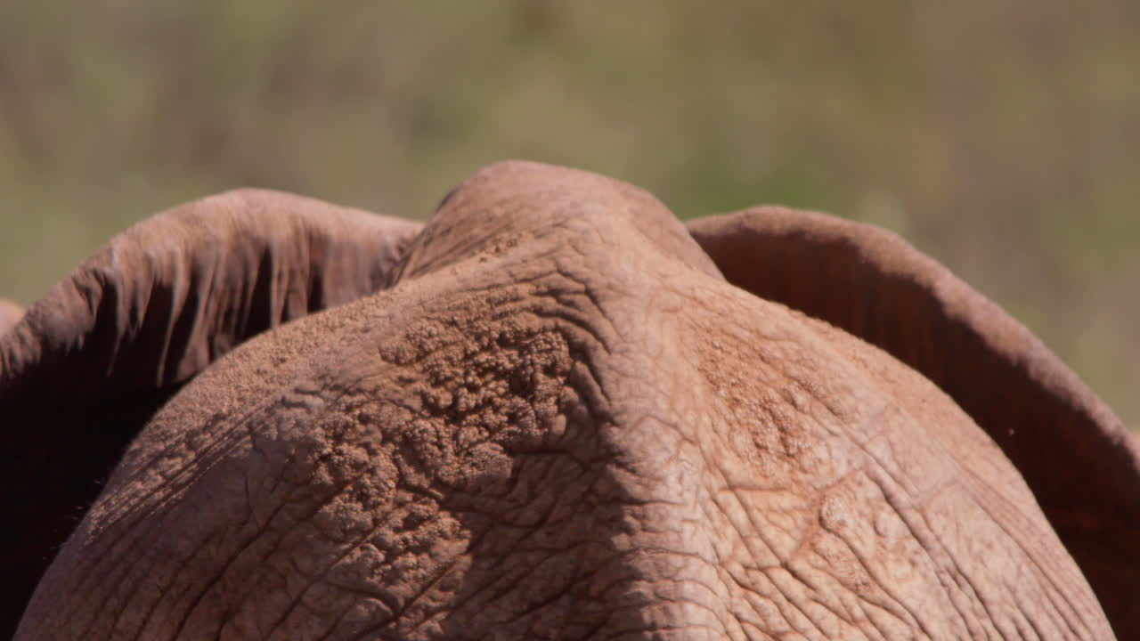 Elefante africano della savana ripreso di spalle che cammina nella savana a mezzogiorno.