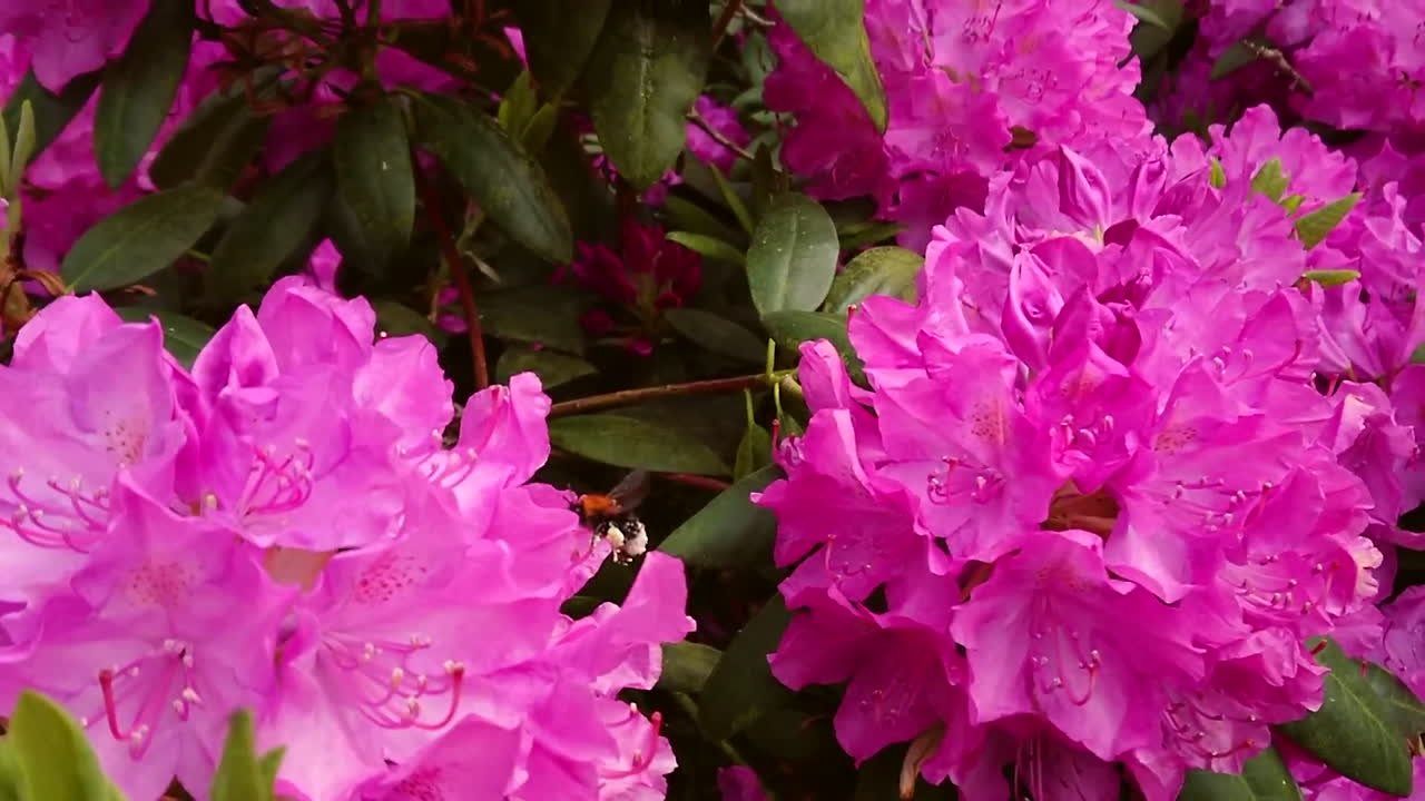 gran abejorro volando de nuevo