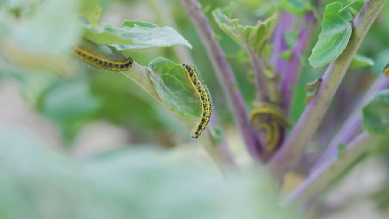 고추 식물에 있는 애벌레