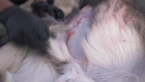 close up of cutting open abdomen of deer