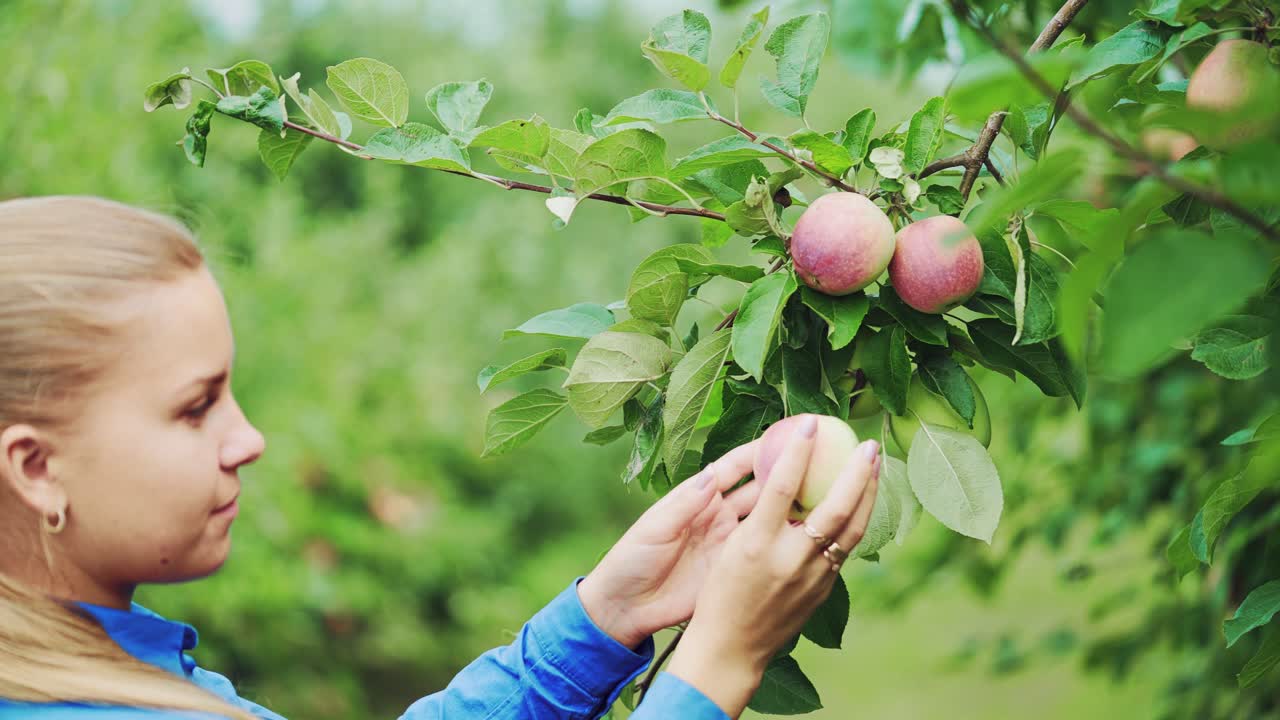 Woman picking up a ripe apple. Fruit tree. Apple harvesting.